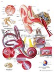 Human Ear - Anatomical Chart